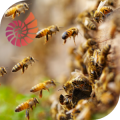 What Honeybees Can Teach You About Leadership: Empowering Teams in 2025